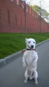 Собачка Бамбик с причиндалами, согласитесь, сегодня не к месту!