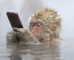 Любопытные животные и фотоаппарат