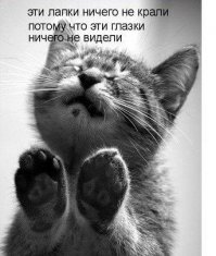 20 открыток с истинными мыслями замурчательных котов