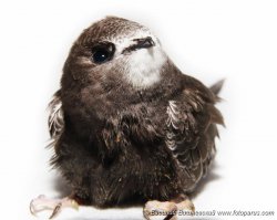 Вот слеток стрижа.
Да, когда они чуть подрастают, то явно видны длинные крылья сходящиеся крестом сзади (перья друг на друга).