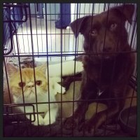 Кот-" Я помню где твои тапочки". Пес- " У нас новый диван? Ну-ну."