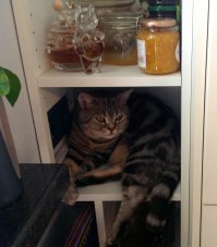 Идеальные места для отдыха по версии котиков