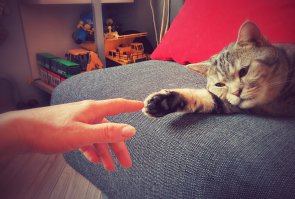 25 поводов завести кота