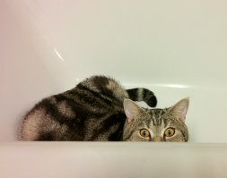 У котов явно разная точка зрения.