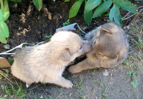 Как сговорились!