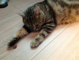 Орехи! И в качестве игрушки и ест еще их( без скорлупы). На фотке: грыз, грыз - не разгрыз.