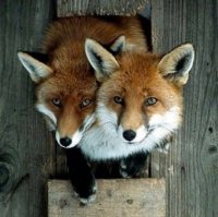 Курятник нам понравился!