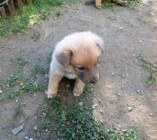 Просто маленькая собака.