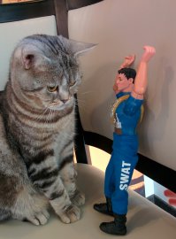 Фото котов, сделанных в нужный момент