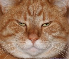 вещи которые вы не заберете с собой из горящего дома!