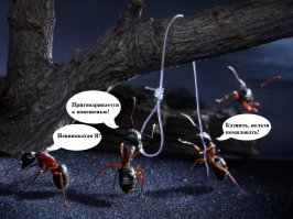 Веселая муравьиная жизнь в фотографиях Андрея Павлова