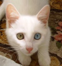 без моей красавицы список не полный!!!!