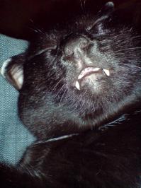 Так любил поспать наш котэ)))