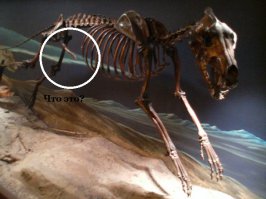 Это явно не хвост