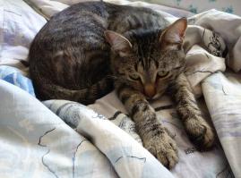 А это мой котейка. Очень любит играть, и не любит, когда будят, что бы сфоткать.