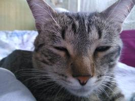 А это мой котейка. Очень любит играть, и не любит, когда будят, что бы сфоткать.