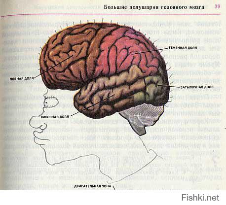 А где же рисование в учебниках?!
Фотки учебника биологии за 9 класс.