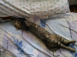 Моё сокровище.