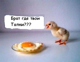 Цыплёнок тапака: