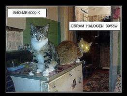 Чем коты отличаются от собак