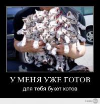 Чем коты отличаются от собак