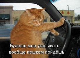 Чем коты отличаются от собак