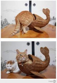 Чем коты отличаются от собак