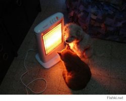 Эти животные знают, как не замерзнуть зимой