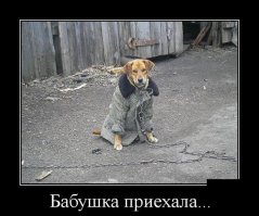 Эти животные знают, как не замерзнуть зимой