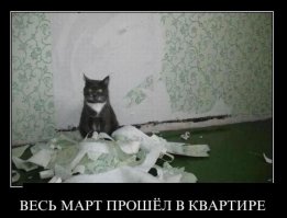 23 фотографии котиков, которые растопят ваше сердце  