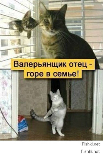 23 фотографии котиков, которые растопят ваше сердце  