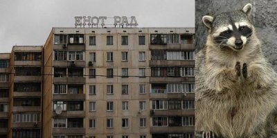 Енот ворует еду у котов