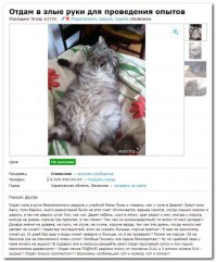 Аренда злой кошки, которая отобьет желание заводить домашнее животное 