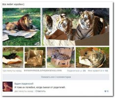 Большие кошки тоже любят коробки