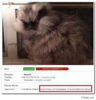 Аренда злой кошки, которая отобьет желание заводить домашнее животное 