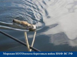 Кто там плывёт?