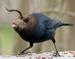 14 самых невероятных животных, с которыми мы столкнулись в 2014 году