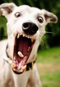 Как два байкера спасли собаку из заключения. Невероятная история!