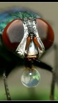 Обычные вещи под микроскопом