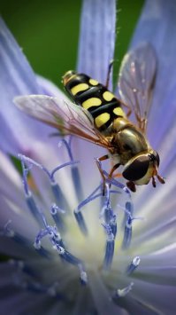 Переселение пчел 