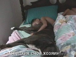 30 веселых фотографий с животными 