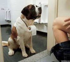 30 веселых фотографий с животными