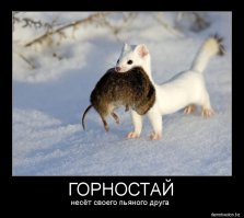 С первого взгляда кажется что собака хочет навредить котёнку