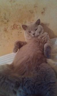 А так мой кот выпендривается.