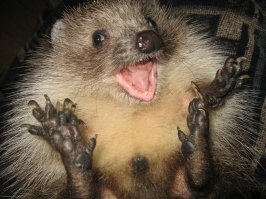 Вот-вот.Причем наглость таких зверьков зашкаливает.Были всякие,сейчас вот: