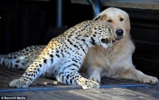 Самые красивые пары в мире животных