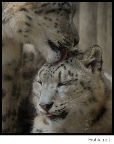 Самые красивые пары в мире животных