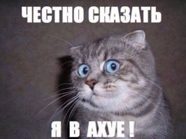 27 котов, которые любят сидеть  по-человечески