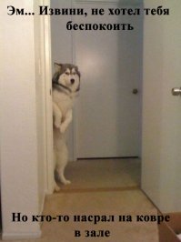 "Вам даже не надо искать эти подарки под ёлкой!" Иногда забудешь вывести собаку на прогулку перед сном, а утром, едва открыв глаза, пойдешь в туалет и прямо в "подарок" наступишь. 
А вообще, люблю собак. И кошек люблю. Сколько себя помню, всегда была в доме живность. Без них скучно.