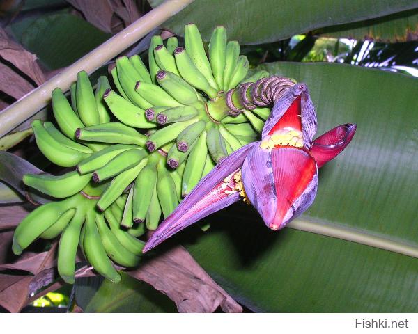 Бананасики из Индии